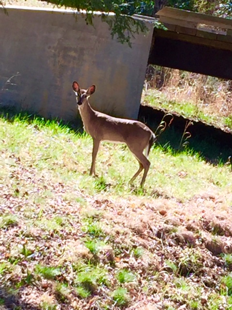 Deer in nature