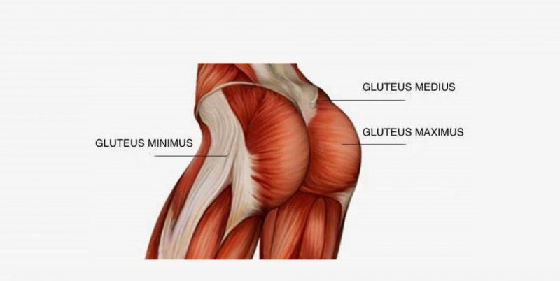 Muscles in the Glutes