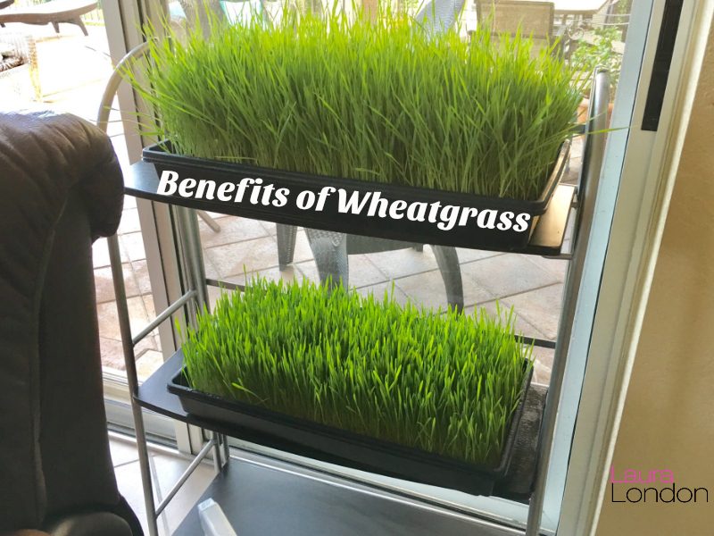 Wheatgrass kits